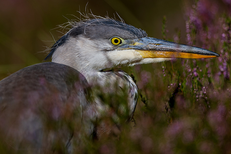  Grey Heron Highlands Scotland